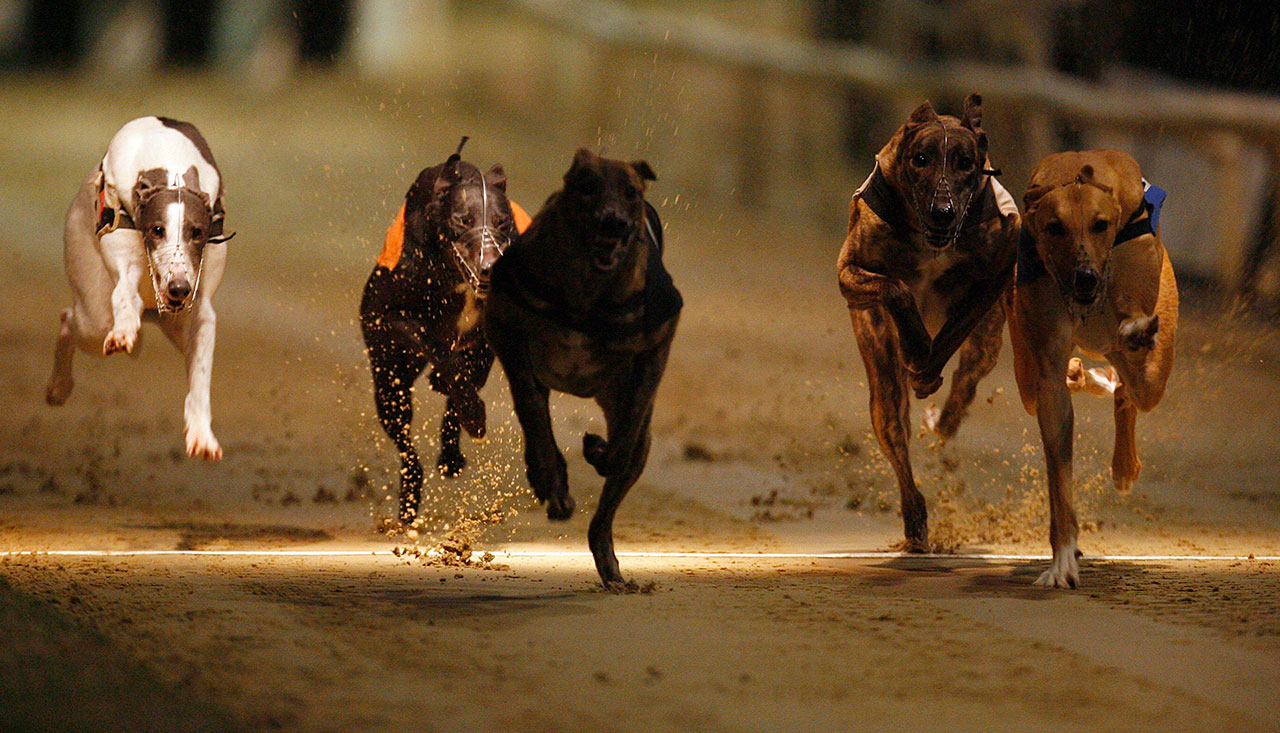 greyhound racing 1280