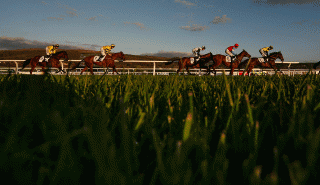 horses racing cheltenham