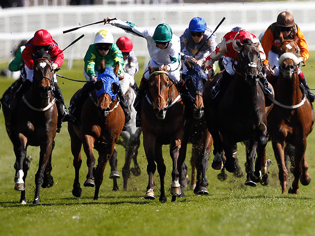 Kimberella (white) is among a field of 25 for Saturday's Ayr Gold Cup