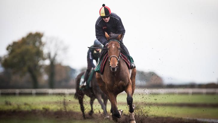 Laurina on the gallops