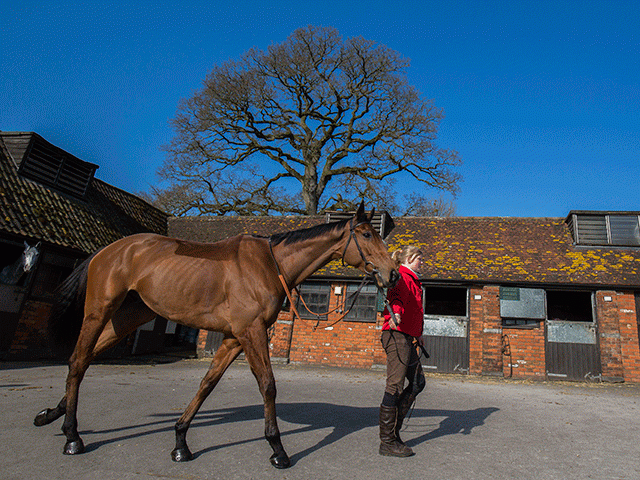 Old Guard may be seen again this season with Aintree a possibility