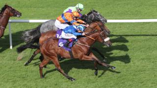 Horses at finish