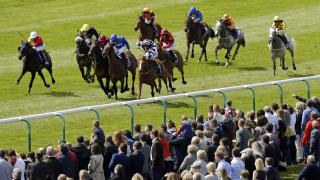 Horses running