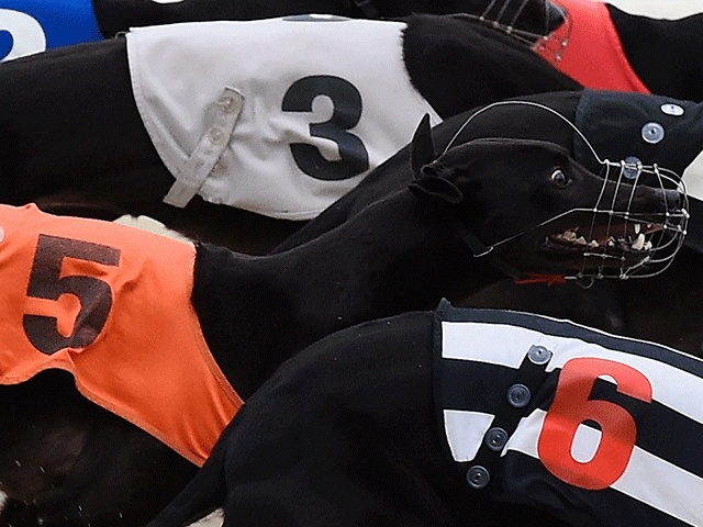 It's night two of the first round heats of the Greyhound Derby at Towcester