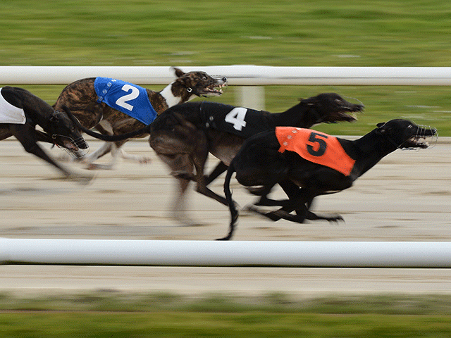 There's plenty to wager on at Henlow with three finals up for decision - all live on RPGTV