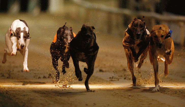Greyhounds running