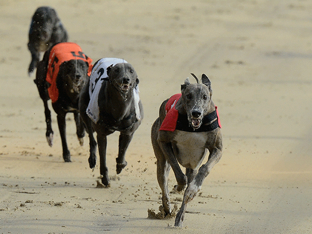 The last thirteen Greyhound Derby heats take place at Wimbledon tonight