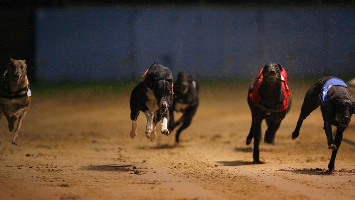 Greyhound racing at Nottingham