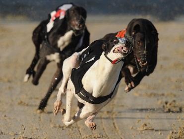 Hove and Henlow provide plenty of Open race action tonight on RPGTV