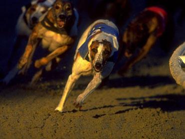The Greyhound Derby first round concludes at Wimbledon tonight live on RPTV