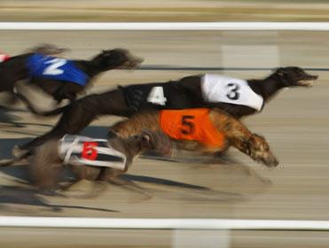 Tonight's live greyhound action comes from Doncaster