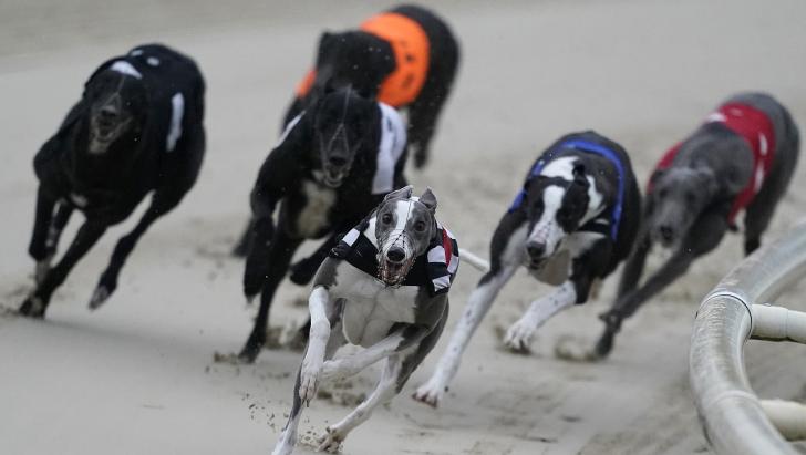 Greyhound Derby action