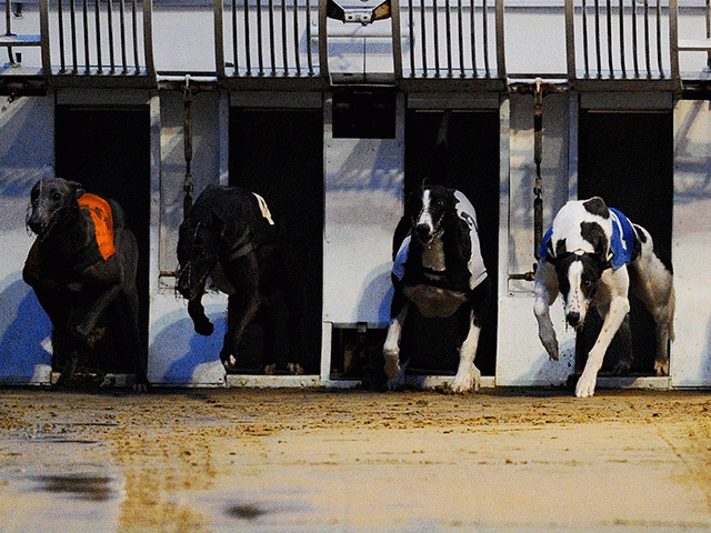 Tips for the start of the Irish Greyhound Derby