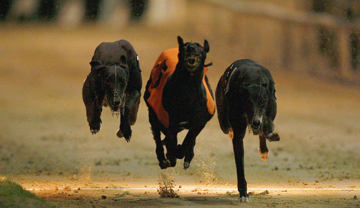 https://betting.betfair.com/greyhound-racing/Three-dogs-front-on-1280.gif