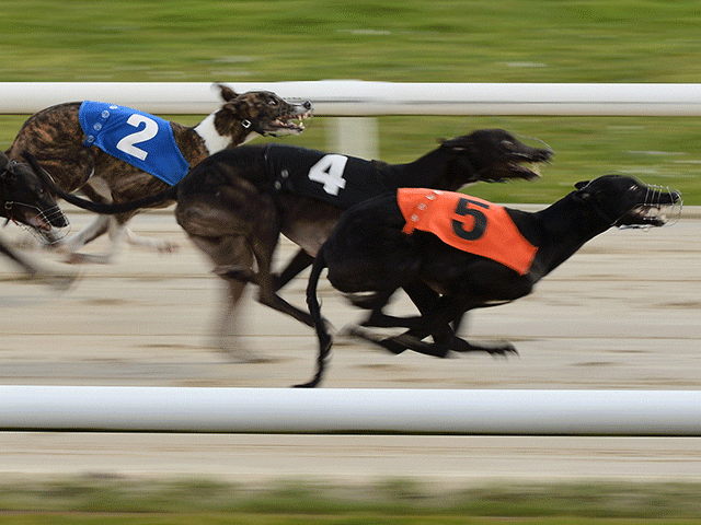 Today's greyhound racing tips comes from Henlow 