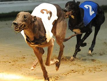 racing post greyhounds