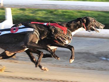 Henlow provides the RPGTV action with six heats of the Gold Cup
