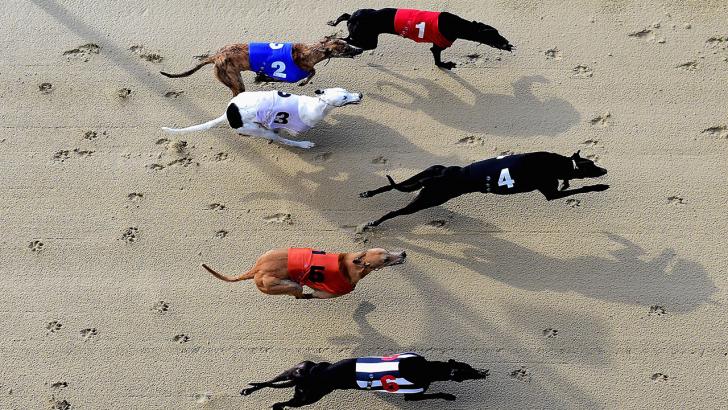 https://betting.betfair.com/greyhound-racing/greyhound-romford-1280.jpg