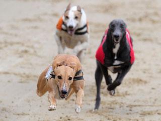 Crayford's Kent Champion Hurdle final is the weekend highlight on Racing Post Greyhound TV