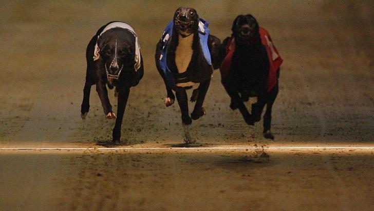 Greyhounds at Sunderland