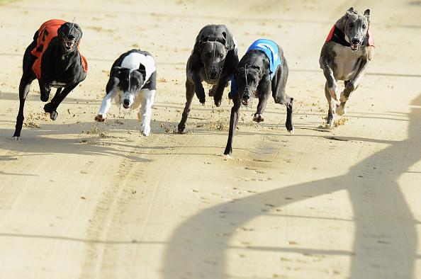 Romford plays host to a full Open race card tonight all live on RPGTV