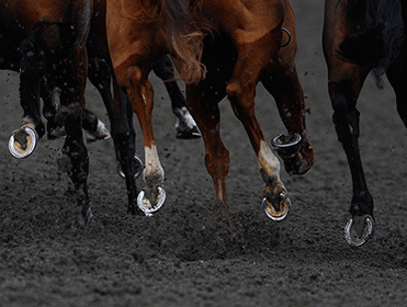 http://betting.betfair.com/horse-racing/All-Weather-hooves-371.gif