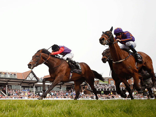 Dartmouth (left) is among the stars on show at Newbury on Saturday