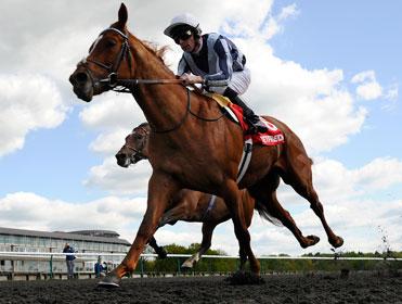 http://betting.betfair.com/horse-racing/Lingfield-horse-close-up-371.jpg