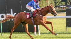 Horse running